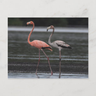 Tarjeta postal Flamingo Pair