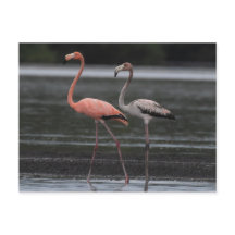 Tarjeta postal Flamingo Pair