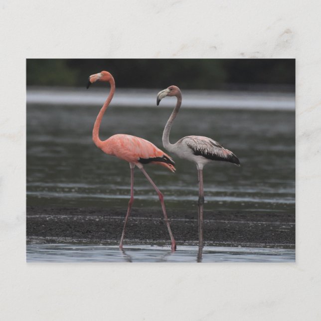 Tarjeta postal Flamingo Pair (Anverso)