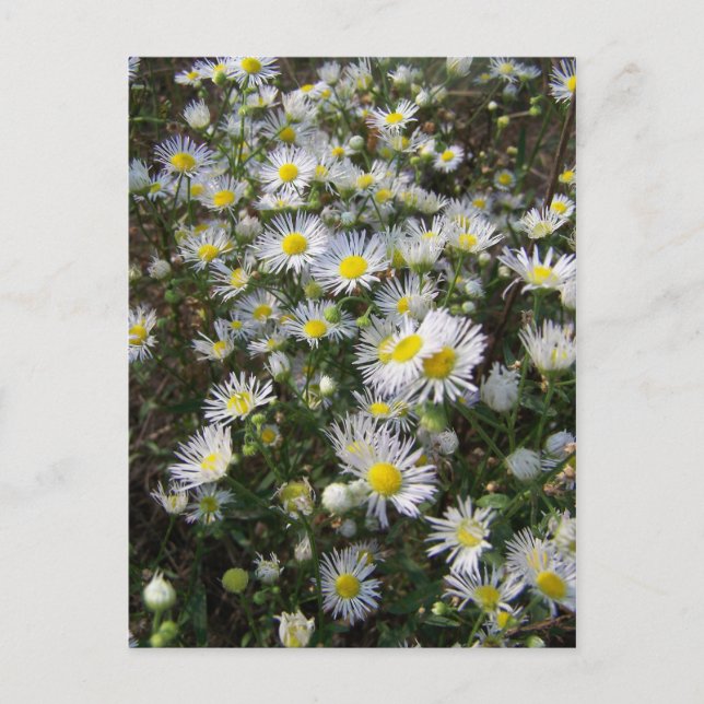 Tarjeta postal Fleabane Daisy (Anverso)