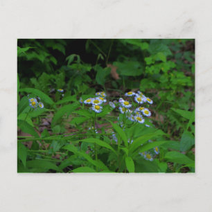 Tarjeta postal Fleabane Flower