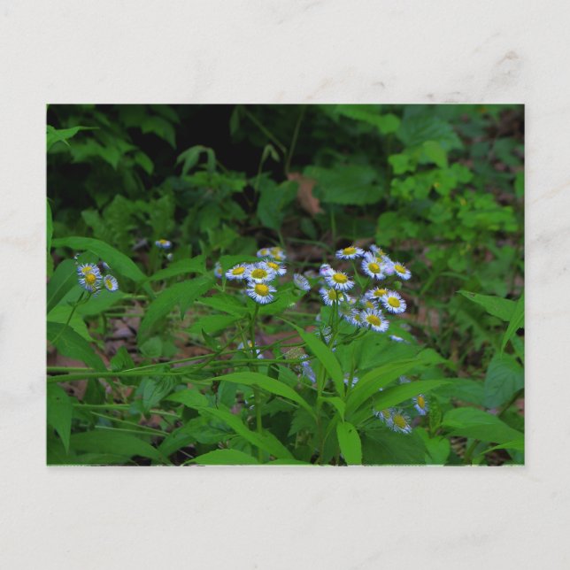 Tarjeta postal Fleabane Flower (Anverso)