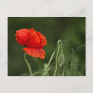 Tarjeta postal - Flor de amapola - Gracia solitari