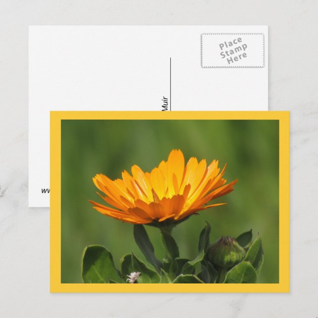 Tarjeta postal - Floración de caléndula (Anverso / Reverso)