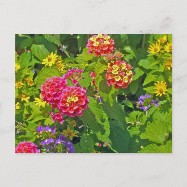 Tarjeta postal floral (Anverso)