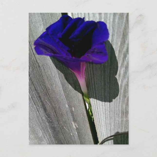 Tarjeta postal floral bonita (Anverso)