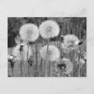 Tarjeta postal floral de diente de león en B&W per