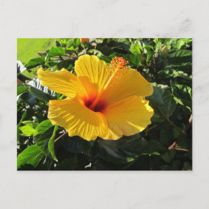 Tarjeta postal floral de flor de hibisco amarillo