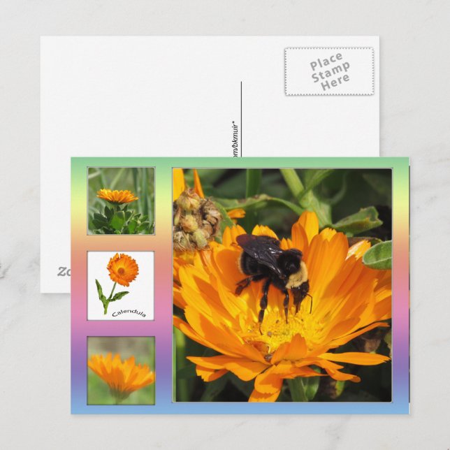 Tarjeta postal - Flores de Caléndula Naranja (Anverso / Reverso)