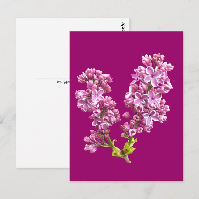 Tarjeta postal - Flores de lila (Anverso / Reverso)