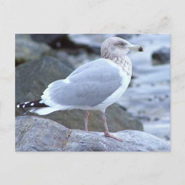 Tarjeta Postal Fotográfica de Gaviota (Anverso)