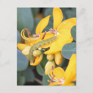 Tarjeta postal fotográfica de oruga de azufre sin 