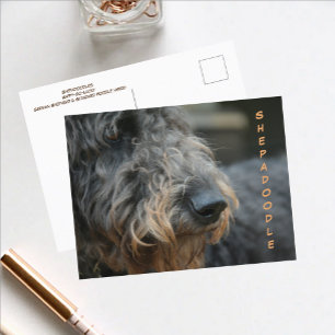 Tarjeta postal fotográfica de perfil de Shepadoodl