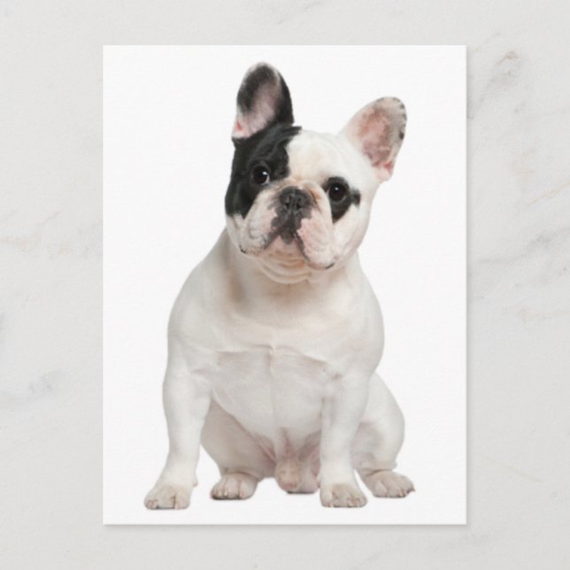Tarjeta postal francesa de perro porcino Bulldog (Anverso)
