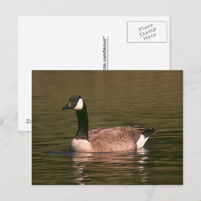 Tarjeta postal - Ganso tranquilo (Anverso / Reverso)