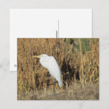Tarjeta postal - Garza en la hierba