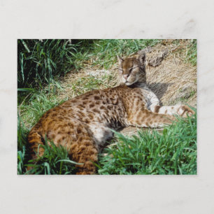 Tarjeta postal - Gato dorado africano