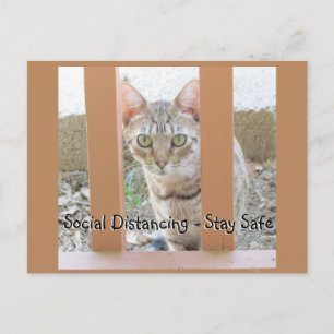 Tarjeta postal - Gato rayado con distanciamiento s