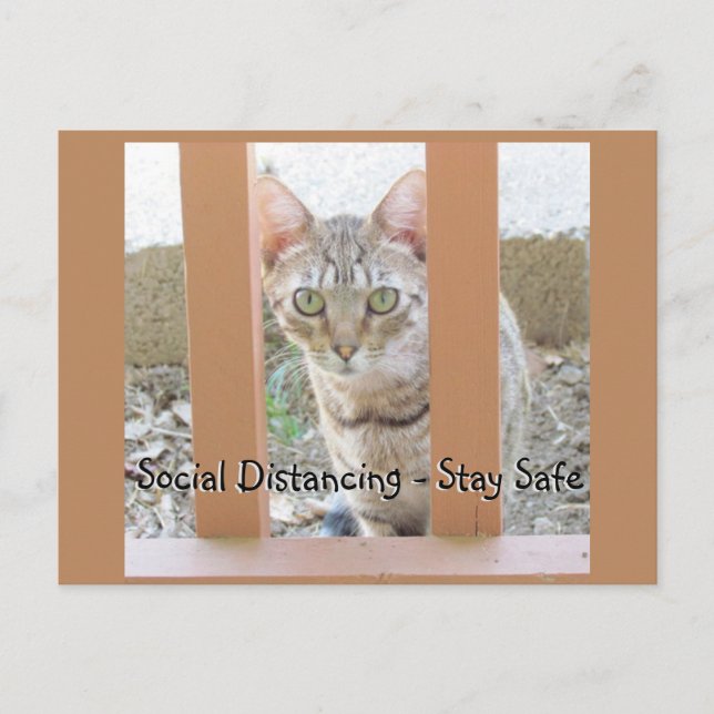 Tarjeta postal - Gato rayado con distanciamiento s (Anverso)