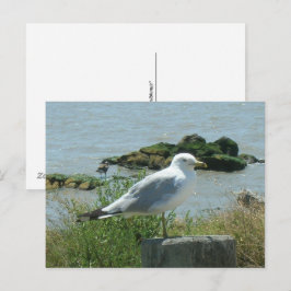 Tarjeta postal - Gaviota en pilote