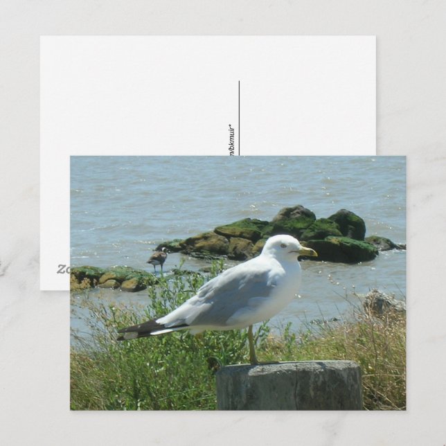 Tarjeta postal - Gaviota en pilote (Anverso / Reverso)