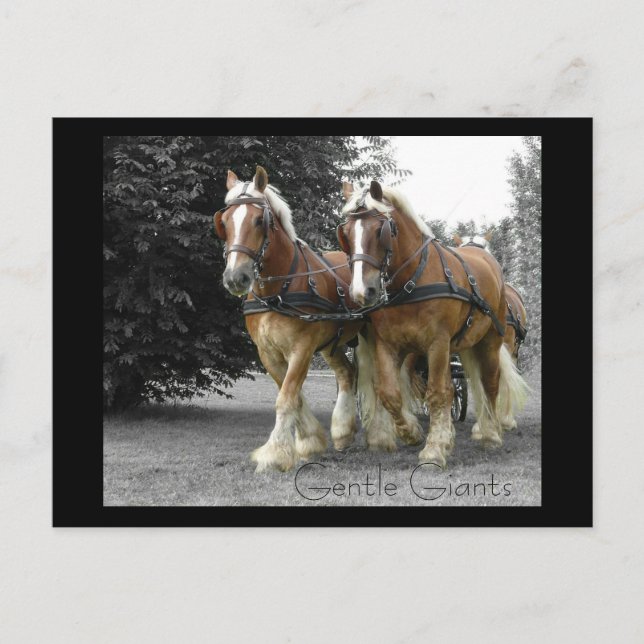 Tarjeta postal Gentle Giants (Anverso)