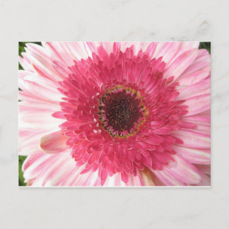 Tarjeta postal Gerbera Daisy
