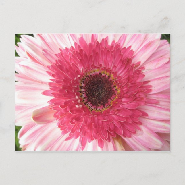 Tarjeta postal Gerbera Daisy (Anverso)