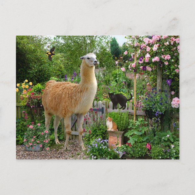 Tarjeta postal "Gigi The Llama" (Anverso)