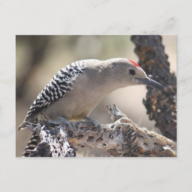 Tarjeta postal Gila Woodpecker (Anverso)