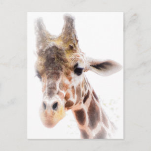 Tarjeta postal Giraffe