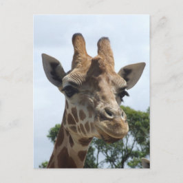 Tarjeta postal Giraffe