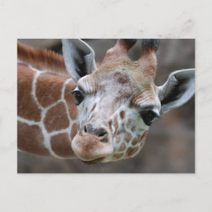 Tarjeta postal Giraffe
