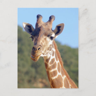 Tarjeta postal Giraffe