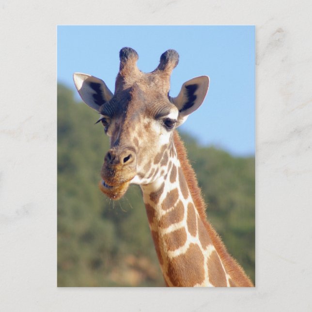 Tarjeta postal Giraffe (Anverso)