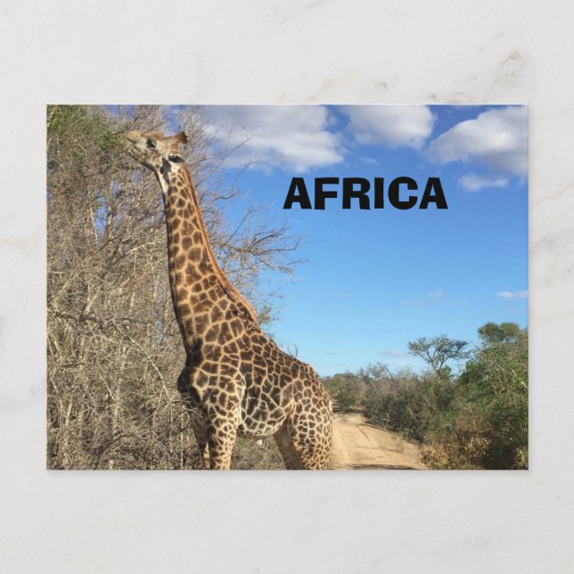 Tarjeta postal Giraffe (Anverso)