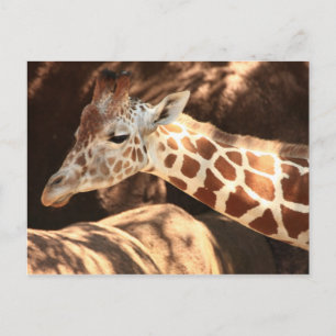 Tarjeta postal Giraffe