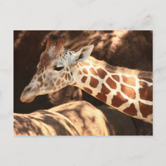 Tarjeta postal Giraffe