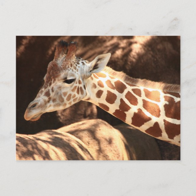 Tarjeta postal Giraffe (Anverso)