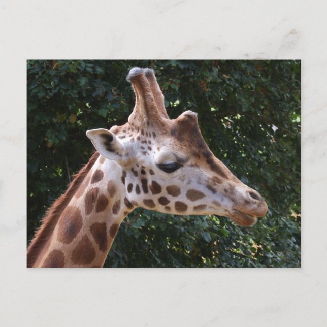 Tarjeta postal Giraffe (Anverso)