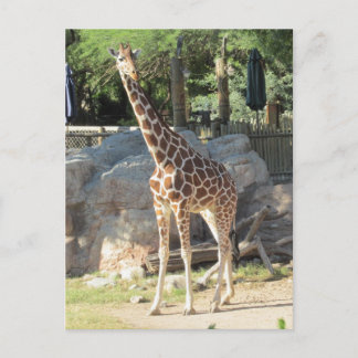Tarjeta postal Giraffe