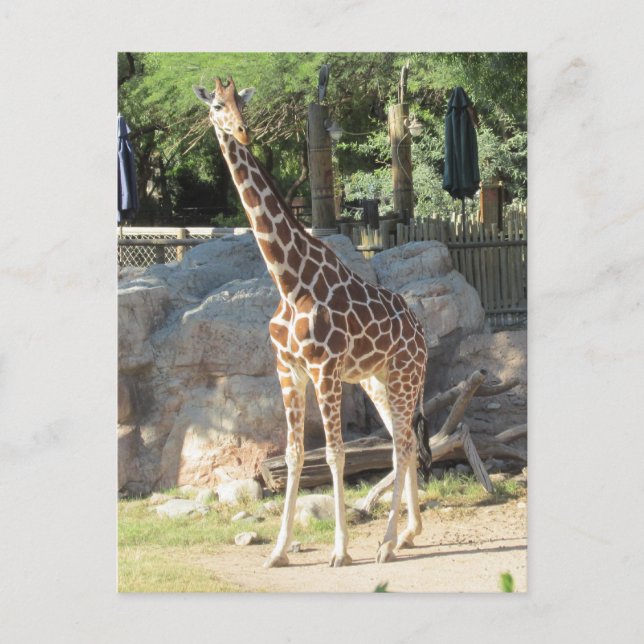 Tarjeta postal Giraffe (Anverso)