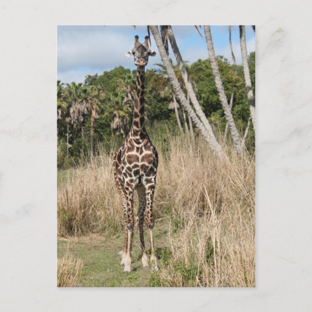 Tarjeta postal Giraffe (Anverso)