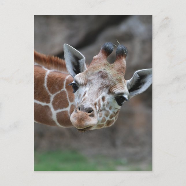 Tarjeta postal Giraffe (Anverso)