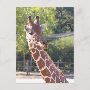 Tarjeta postal Giraffe