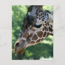 Tarjeta postal Giraffe