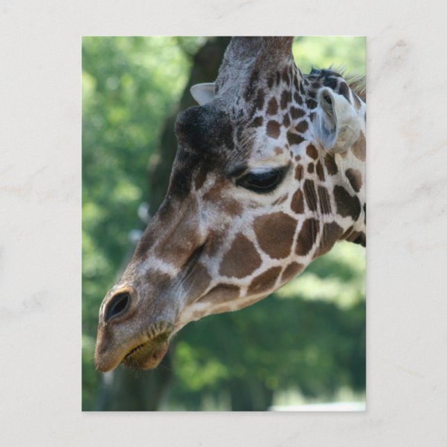 Tarjeta postal Giraffe (Anverso)