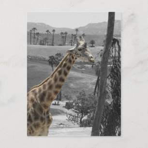 Tarjeta postal Giraffe