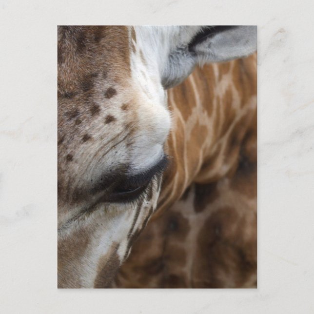 Tarjeta postal Giraffe (Anverso)