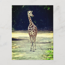 Tarjeta postal Giraffe